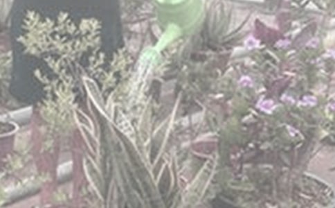 写浇花的作文