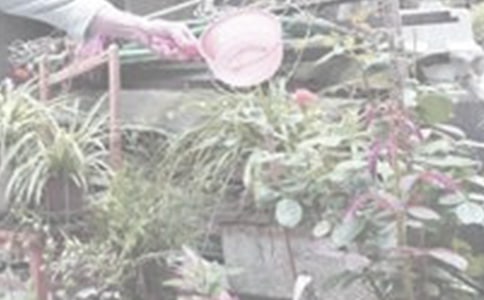 浇花的作文(汇编15篇)