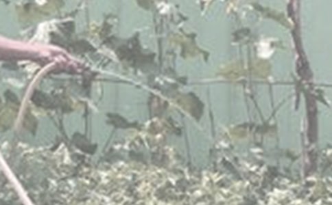 茶叶水能不能浇花