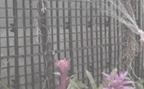 (精)浇花看图写话15篇