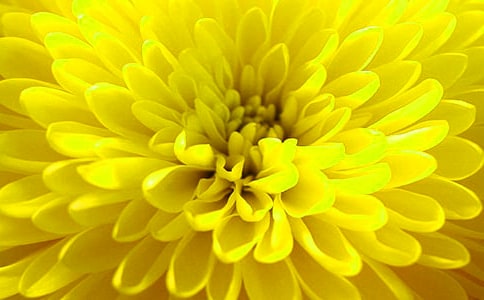 【精华】赞美菊花作文合集九篇