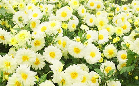 《菊花新·用韵送张见阳令江华》原文及赏析