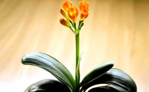 君子兰花语和象征意义-鲜花礼仪
