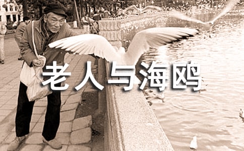 《老人与海鸥》教学反思