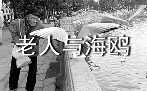 老人与海鸥课文读后感4篇