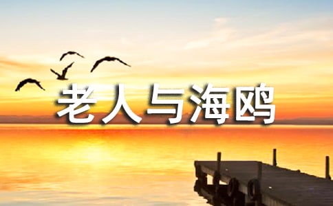 老人与海鸥的读后感