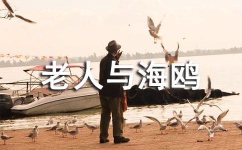 《老人与海鸥》读书笔记