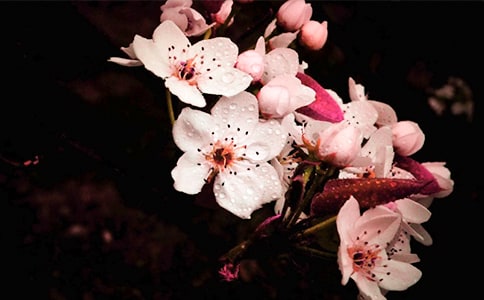驿路梨花作文