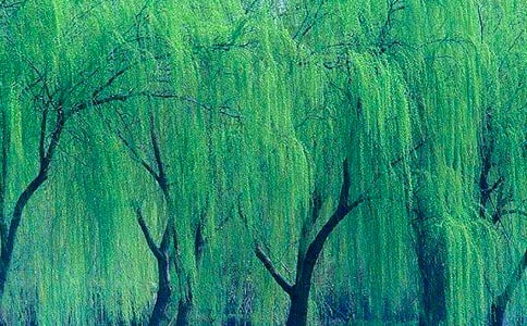 我是一棵柳树作文(优秀)