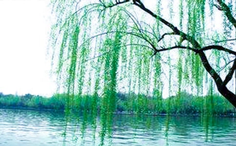 【合集】柳树的作文15篇