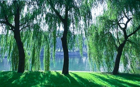 柳树的那些事作文600字