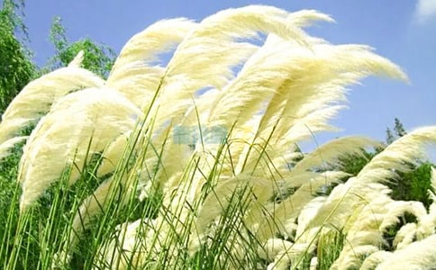 芦苇象征意义