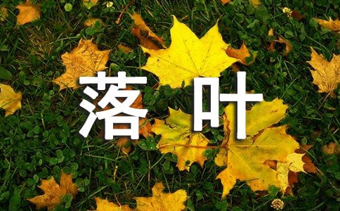 落叶也美丽的作文(4篇)