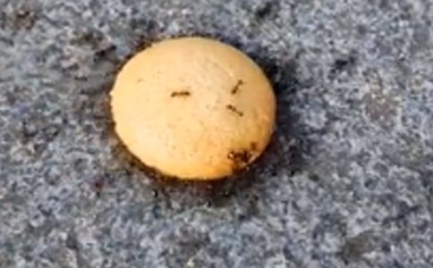 【精选】蚂蚁避雨看图写话6篇