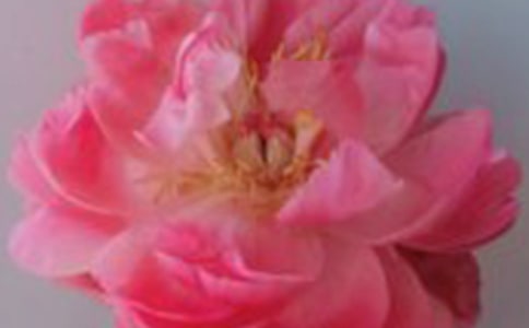 玫瑰花的作文【精】