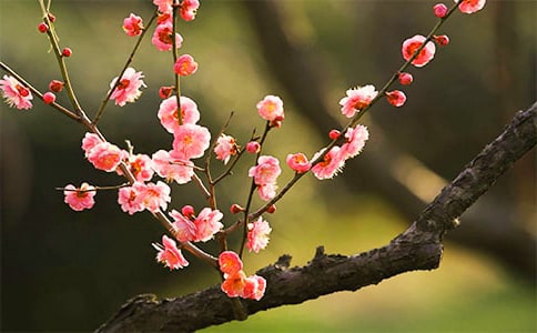 梅花的特点是什么象征意义
