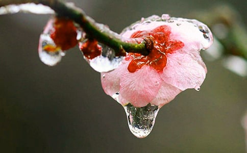 梅花魂读后感合集15篇