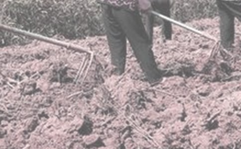 小学生做农活心得体会