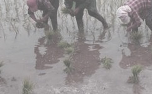 干农活作文（精选25篇）
