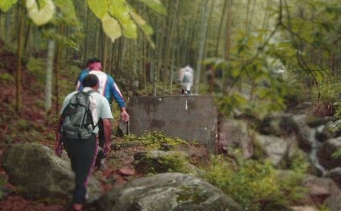 (合集)爬山虎作文15篇