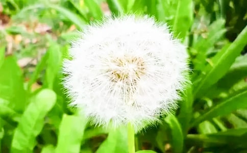 蒲公英之梦随笔