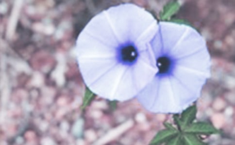 丁丁和牵牛花课后反思【精品】