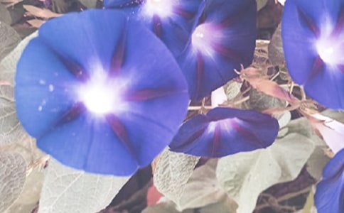 【热门】美丽的牵牛花作文