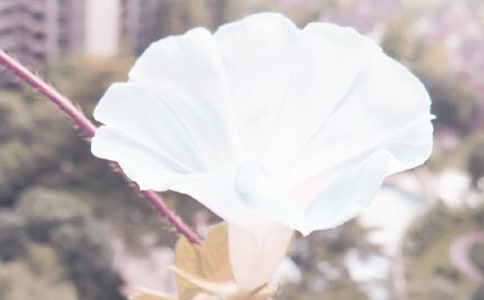 有关牵牛花的作文