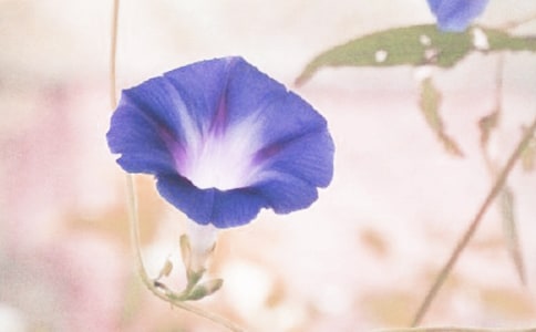 枯了的牵牛花藤作文
