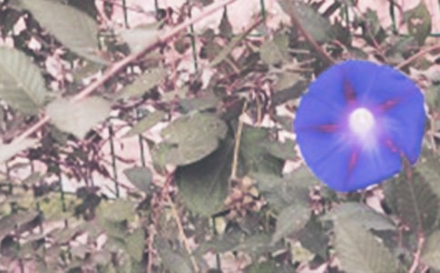 小树与牵牛花叙事作文