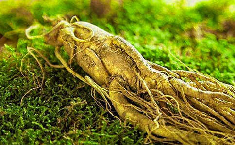 人参的营养价值及食用功效