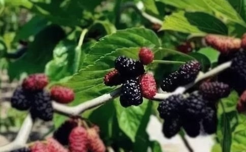 欢乐桑果节小学作文