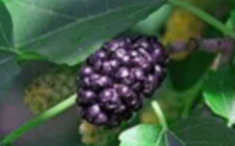 我爱故乡的桑果750字作文集点评
