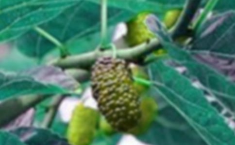 好吃的桑果作文300字