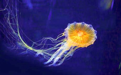 世界上最大的水母