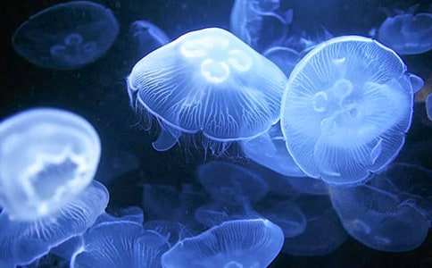 水母的养殖方法