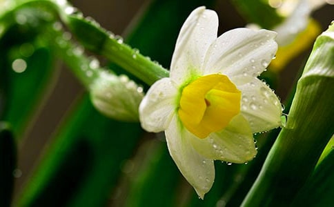 《绣鸾凤花犯·赋水仙》原文及赏析