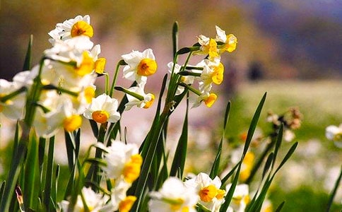 水仙花作文15篇[精]