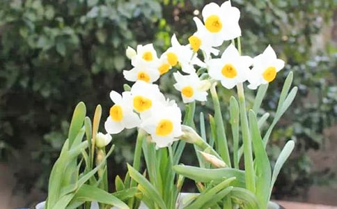 水仙花作文15篇(集合)
