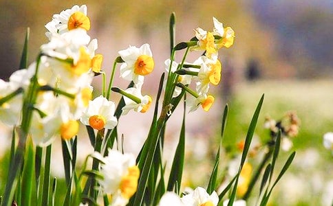 水仙花的作文【实用15篇】