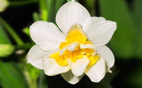 水仙花