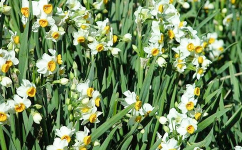 水仙花的寓意