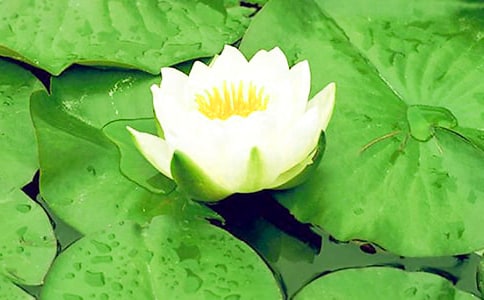 睡莲的养殖方法及注意事项
