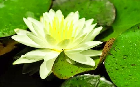 绽放的睡莲作文必备[9篇]