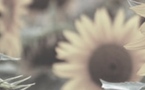 关于太阳花的作文合集15篇