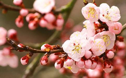 写桃花的段落