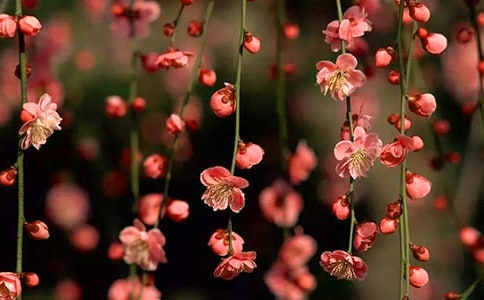 桃花心木主要内容