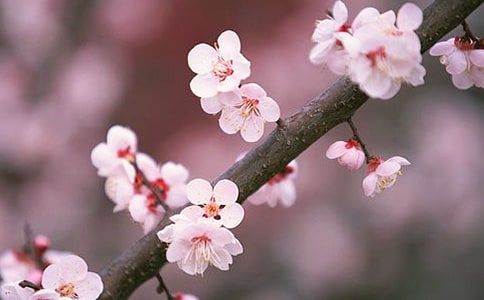 桃花心木的教学实录