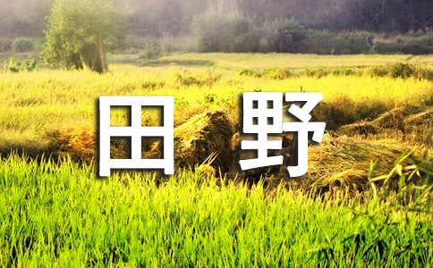 (精华)丰收的田野作文15篇