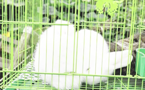 小兔子找太阳